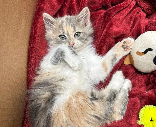 Internal Medicine & Chronic Disease Management