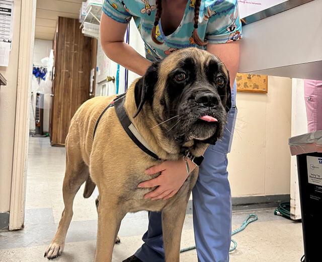 Behavior & Anxiety Support