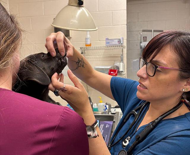 Dental Care & Oral Surgery