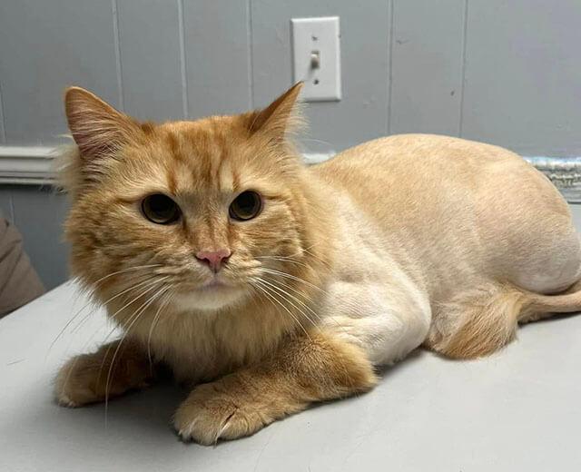 Dermatology & Allergy Management