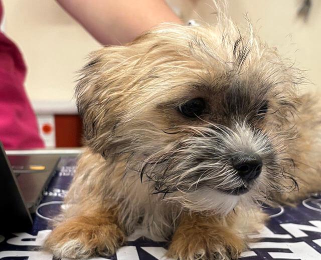 In-House Laboratory Testing