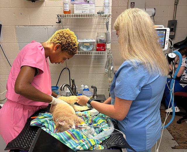 Soft Tissue Surgery